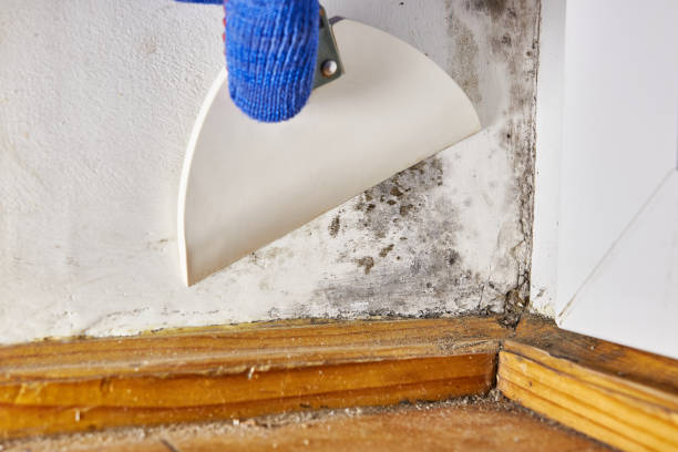 Reliable Austell, GA Mold Removal Solutions